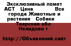 Эксклюзивный помет АСТ › Цена ­ 30 000 - Все города Животные и растения » Собаки   . Тверская обл.,Нелидово г.